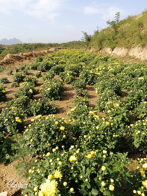 节水智能灌溉